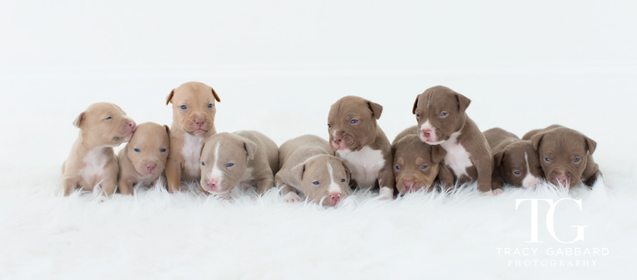 Puppies Photography - blog by Tracy Gabbard Photography, TGP