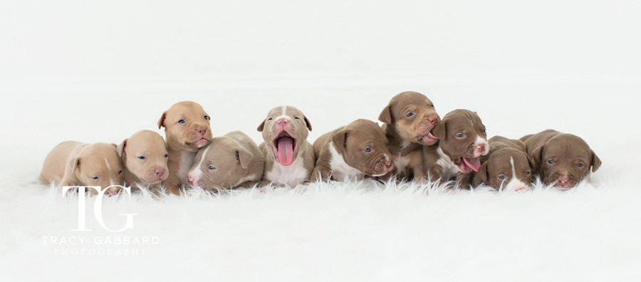 Puppies Photography - blog by Tracy Gabbard Photography, TGP