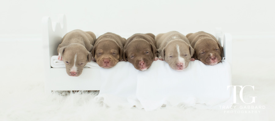 Puppies Photography by Tracy Gabbard