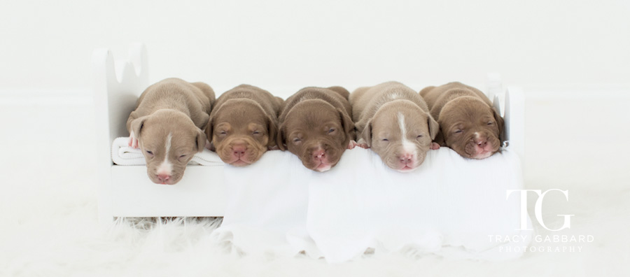 Puppies Photography by Tracy Gabbard