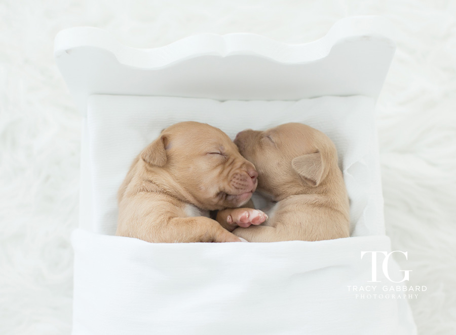 Puppies Photography - blog by Tracy Gabbard Photography, TGP