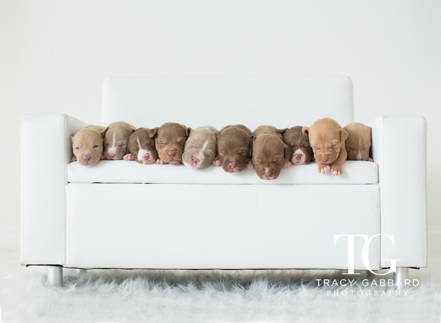 Puppies Photography - blog by Tracy Gabbard Photography, TGP