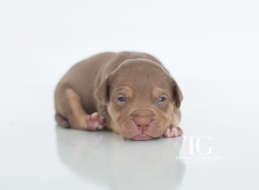 Puppies Photography - blog by Tracy Gabbard Photography, TGP