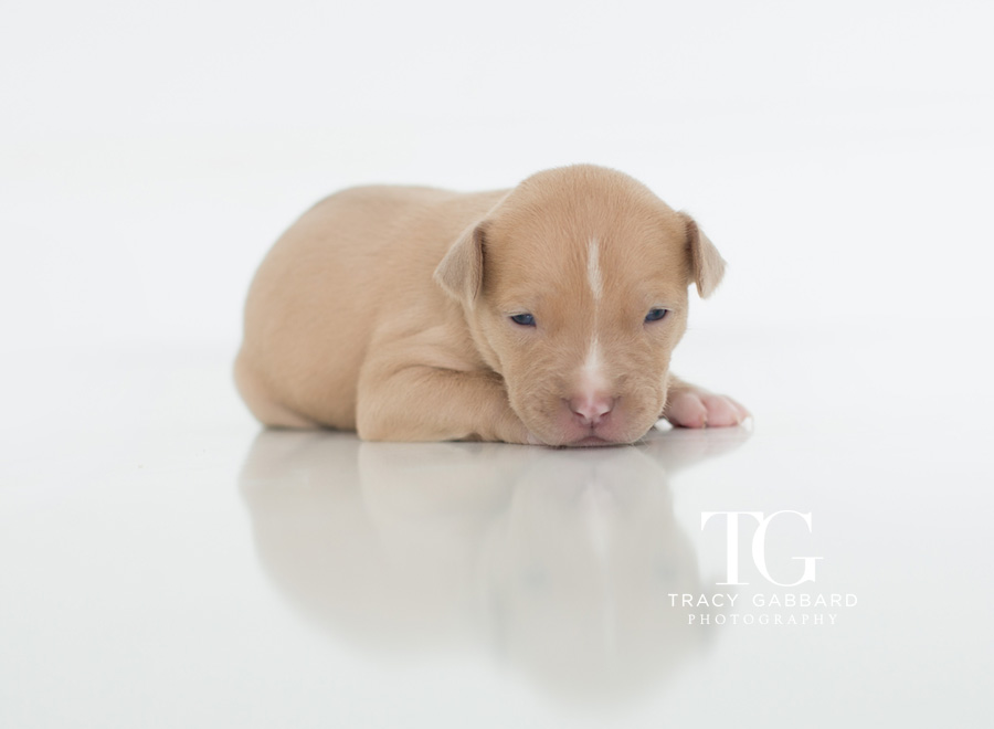 Puppies Photography - blog by Tracy Gabbard Photography, TGP