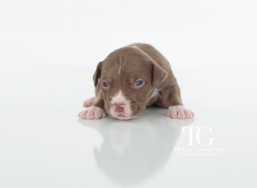 Puppies Photography - blog by Tracy Gabbard Photography, TGP