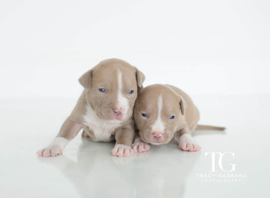 Puppies Photography - blog by Tracy Gabbard Photography, TGP