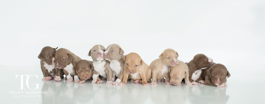 Puppies Photography - blog by Tracy Gabbard Photography, TGP