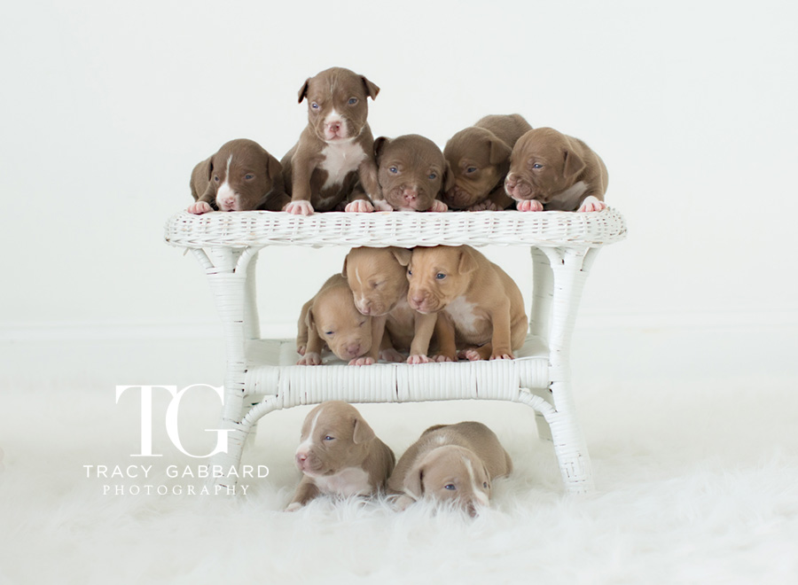 Puppies Photography - blog by Tracy Gabbard Photography, TGP