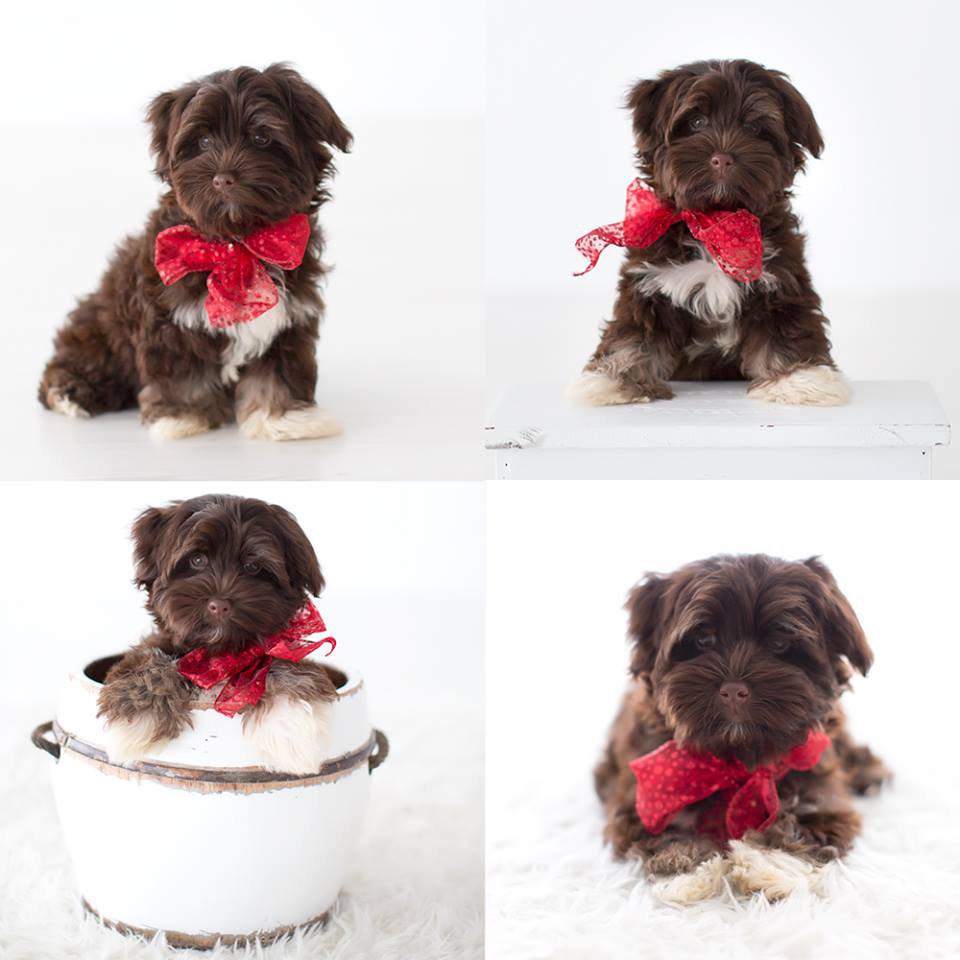 Puppies Photography - blog by Tracy Gabbard Photography, TGP